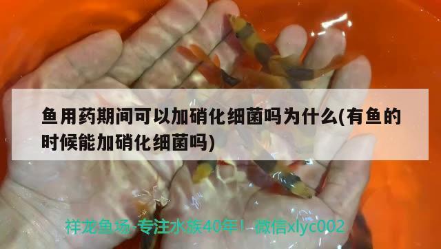 魚用藥期間可以加硝化細菌嗎為什么(有魚的時候能加硝化細菌嗎) 硝化細菌