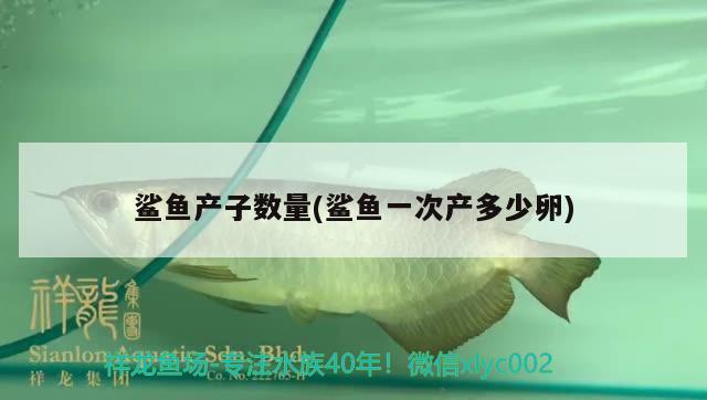 鯊魚產(chǎn)子數(shù)量(鯊魚一次產(chǎn)多少卵) 魚缸等水族設(shè)備