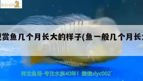 觀賞魚幾個月長大的樣子(魚一般幾個月長大)