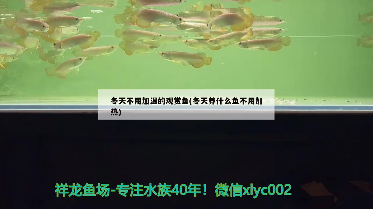 冬天不用加溫的觀賞魚(冬天養(yǎng)什么魚不用加熱)