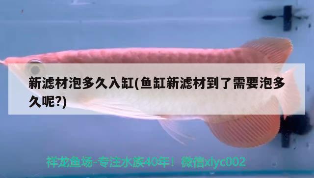 新濾材泡多久入缸(魚缸新濾材到了需要泡多久呢？) 廣州觀賞魚魚苗批發(fā)市場