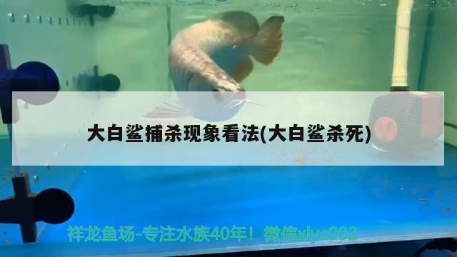 大白鯊捕殺現象看法(大白鯊殺死) 泰龐海鰱魚