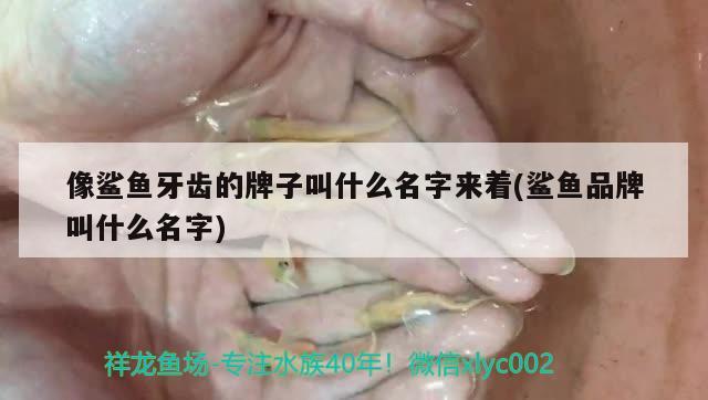 像鯊魚牙齒的牌子叫什么名字來著(鯊魚品牌叫什么名字) 羅漢魚批發(fā)