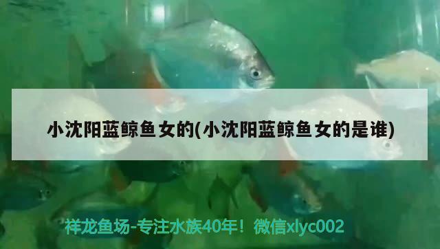 小沈陽(yáng)藍(lán)鯨魚(yú)女的(小沈陽(yáng)藍(lán)鯨魚(yú)女的是誰(shuí))