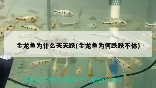 金龍魚為什么天天跌(金龍魚為何跌跌不休)