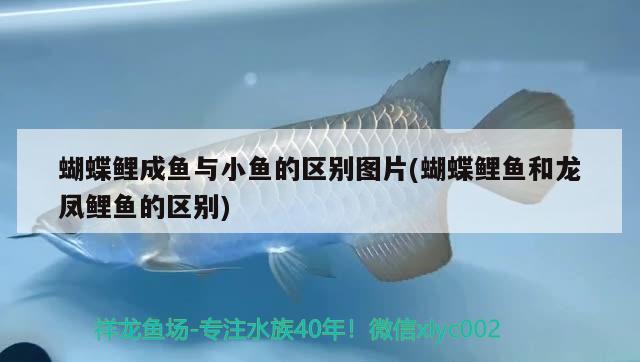 蝴蝶鯉成魚與小魚的區(qū)別圖片(蝴蝶鯉魚和龍鳳鯉魚的區(qū)別) 蝴蝶鯉