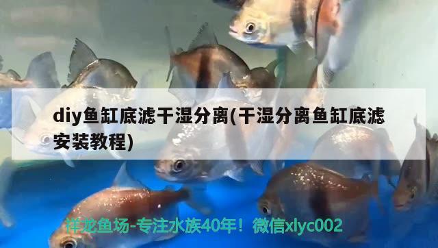 diy魚缸底濾干濕分離(干濕分離魚缸底濾安裝教程)