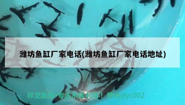 濰坊魚缸廠家電話(濰坊魚缸廠家電話地址) 祥禾Super Red紅龍魚