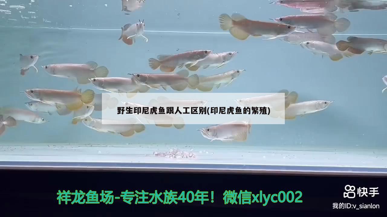 野生印尼虎魚跟人工區(qū)別(印尼虎魚的繁殖) 虎魚百科