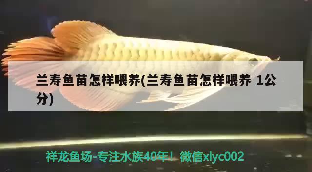 蘭壽魚苗怎樣喂養(yǎng)(蘭壽魚苗怎樣喂養(yǎng) 1公分) 帝王迷宮 第2張