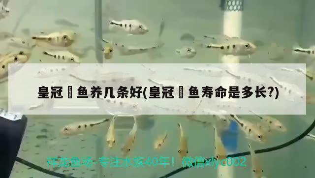 皇冠魟魚養(yǎng)幾條好(皇冠魟魚壽命是多長？) 潛水艇魚