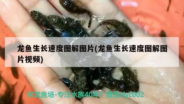 龍魚生長(zhǎng)速度圖解圖片(龍魚生長(zhǎng)速度圖解圖片視頻) 沖氧泵