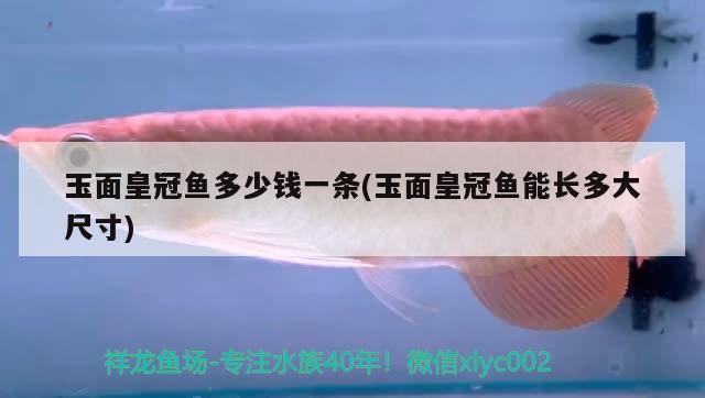 玉面皇冠魚多少錢一條(玉面皇冠魚能長多大尺寸) 水族用品