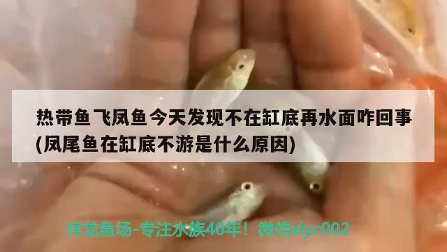 熱帶魚飛鳳魚今天發(fā)現(xiàn)不在缸底再水面咋回事(鳳尾魚在缸底不游是什么原因) 飛鳳魚