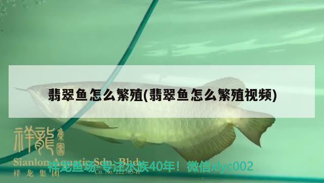 翡翠魚怎么繁殖(翡翠魚怎么繁殖視頻)