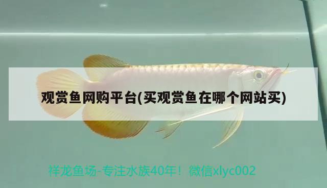 觀賞魚網(wǎng)購平臺(買觀賞魚在哪個網(wǎng)站買)