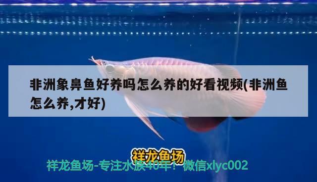 非洲象鼻魚(yú)好養(yǎng)嗎怎么養(yǎng)的好看視頻(非洲魚(yú)怎么養(yǎng),才好) 非洲象鼻魚(yú)