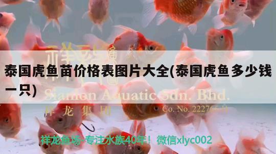 泰國(guó)虎魚苗價(jià)格表圖片大全(泰國(guó)虎魚多少錢一只) 虎魚百科