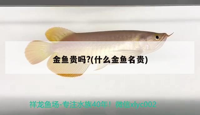 金魚貴嗎？(什么金魚名貴) 黑白雙星魚