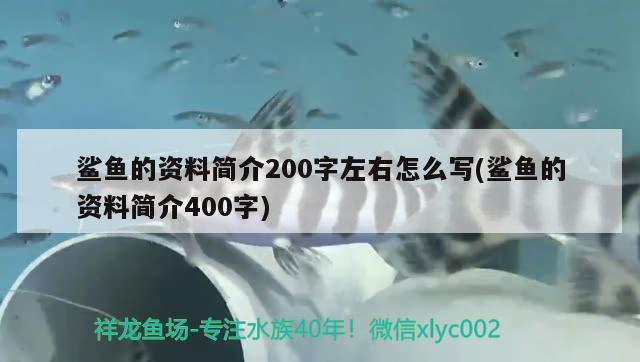 鯊魚的資料簡介200字左右怎么寫(鯊魚的資料簡介400字) 檸檬鯽