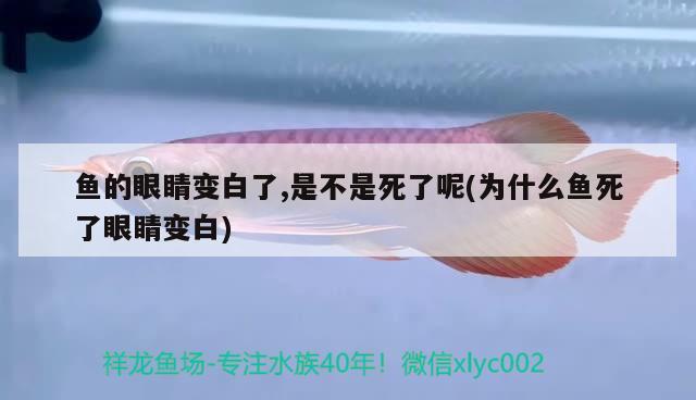 魚的眼睛變白了,是不是死了呢(為什么魚死了眼睛變白) 紅勾銀版魚