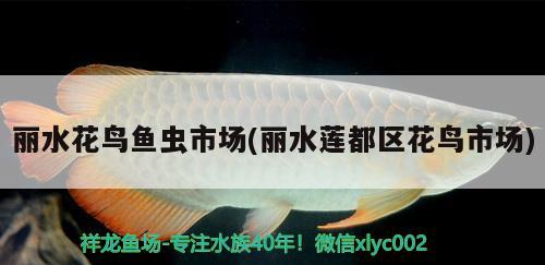 麗水花鳥魚蟲市場(chǎng)(麗水蓮都區(qū)花鳥市場(chǎng)) 銀古魚苗