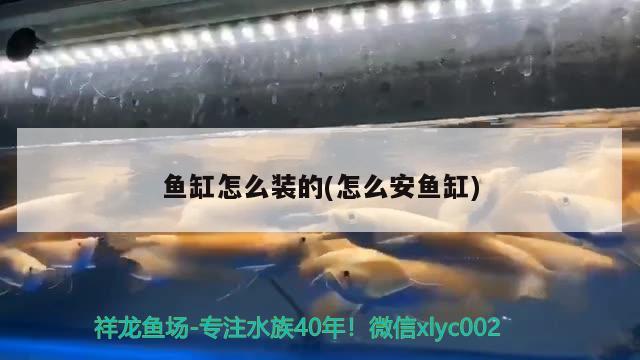 魚缸怎么裝的(怎么安魚缸) 紅頭利魚