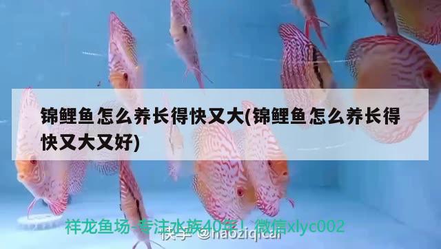 錦鯉魚(yú)怎么養(yǎng)長(zhǎng)得快又大(錦鯉魚(yú)怎么養(yǎng)長(zhǎng)得快又大又好) 龍魚(yú)芯片掃碼器