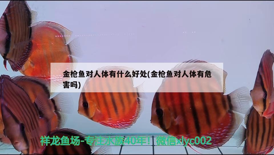 金槍魚對(duì)人體有什么好處(金槍魚對(duì)人體有危害嗎) 野生地圖魚