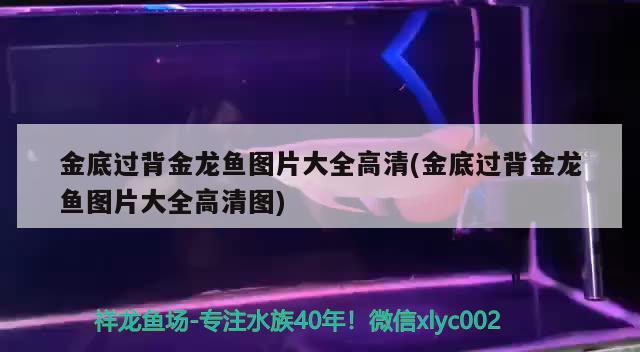 金底過背金龍魚圖片大全高清(金底過背金龍魚圖片大全高清圖) 金龍魚百科