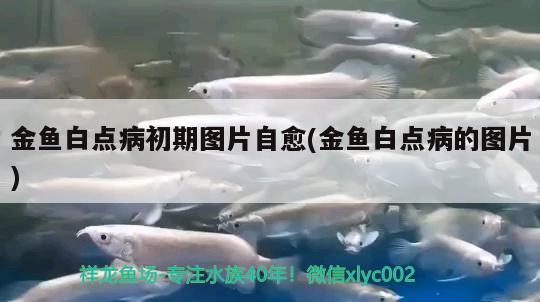 金魚(yú)白點(diǎn)病初期圖片自愈(金魚(yú)白點(diǎn)病的圖片) 泰國(guó)虎魚(yú)（泰虎）