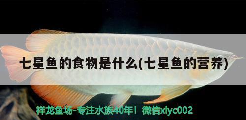 七星魚的食物是什么(七星魚的營養(yǎng)) 錦鯉魚百科