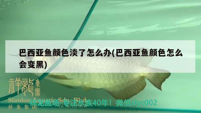 巴西亞魚顏色淡了怎么辦(巴西亞魚顏色怎么會變黑) 巴西亞魚