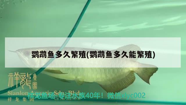 鸚鵡魚(yú)多久繁殖(鸚鵡魚(yú)多久能繁殖) 鸚鵡魚(yú)