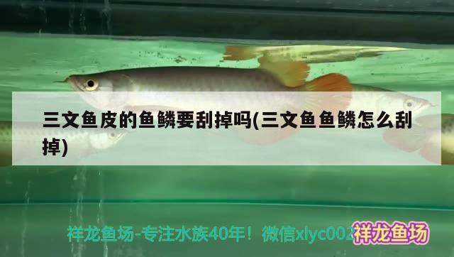 三文魚皮的魚鱗要刮掉嗎(三文魚魚鱗怎么刮掉) 龍魚批發(fā)