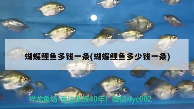 蝴蝶鯉魚多錢一條(蝴蝶鯉魚多少錢一條) 蝴蝶鯉