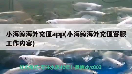 小海鯨海外充值app(小海鯨海外充值客服工作內(nèi)容) 三色錦鯉魚