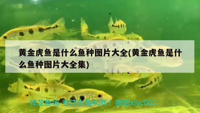 黃金虎魚是什么魚種圖片大全(黃金虎魚是什么魚種圖片大全集) 虎魚百科