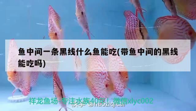 魚中間一條黑線什么魚能吃(帶魚中間的黑線能吃嗎) 胭脂孔雀龍魚