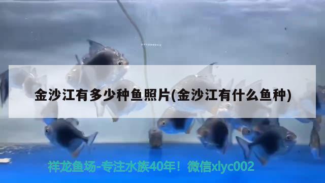 金沙江有多少種魚照片(金沙江有什么魚種) 森森魚缸