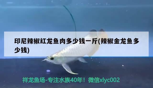 印尼辣椒紅龍魚肉多少錢一斤(辣椒金龍魚多少錢)