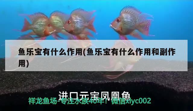 魚(yú)樂(lè)寶有什么作用(魚(yú)樂(lè)寶有什么作用和副作用) 觀賞魚(yú)市場(chǎng)（混養(yǎng)魚(yú)）