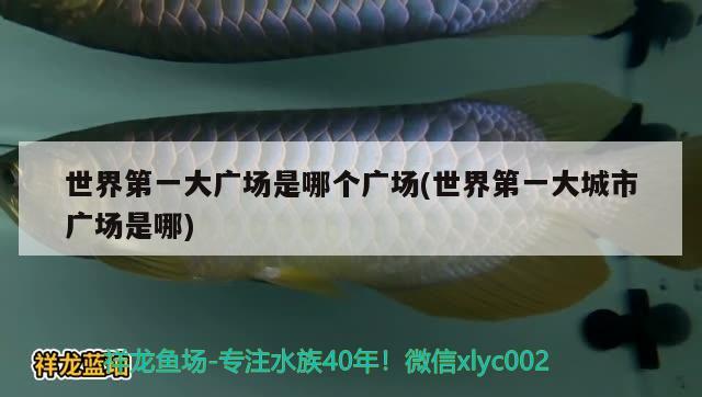 世界第一大廣場是哪個廣場(世界第一大城市廣場是哪) 廣州觀賞魚魚苗批發(fā)市場