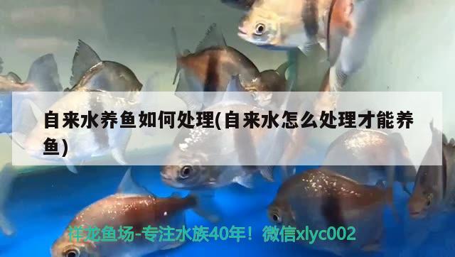 自來水養(yǎng)魚如何處理(自來水怎么處理才能養(yǎng)魚) 球鯊魚