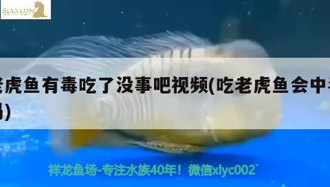 老虎魚有毒吃了沒事吧視頻(吃老虎魚會中毒嗎) 虎魚百科