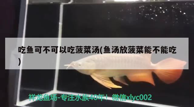 吃魚可不可以吃菠菜湯(魚湯放菠菜能不能吃) 速倍妥魚糧魚藥