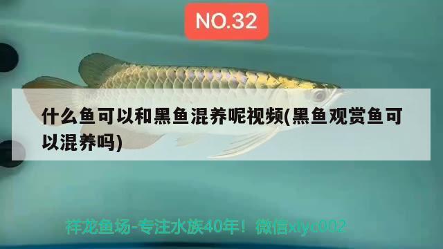 什么魚可以和黑魚混養(yǎng)呢視頻(黑魚觀賞魚可以混養(yǎng)嗎) 吉羅魚批發(fā)