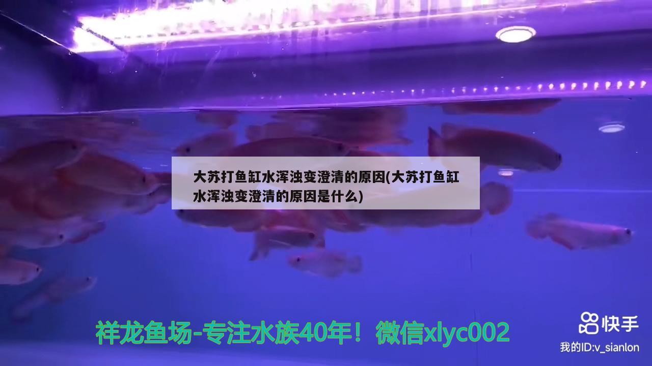 大蘇打魚缸水渾濁變澄清的原因(大蘇打魚缸水渾濁變澄清的原因是什么) 羅漢魚