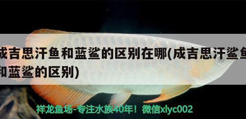 成吉思汗魚和藍鯊的區(qū)別在哪(成吉思汗鯊魚和藍鯊的區(qū)別)