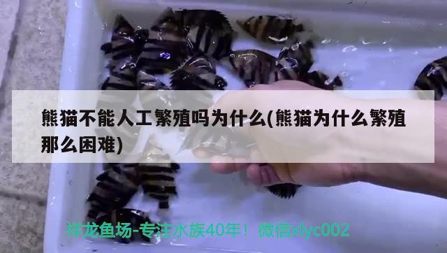 熊貓不能人工繁殖嗎為什么(熊貓為什么繁殖那么困難) 養(yǎng)魚知識(shí)